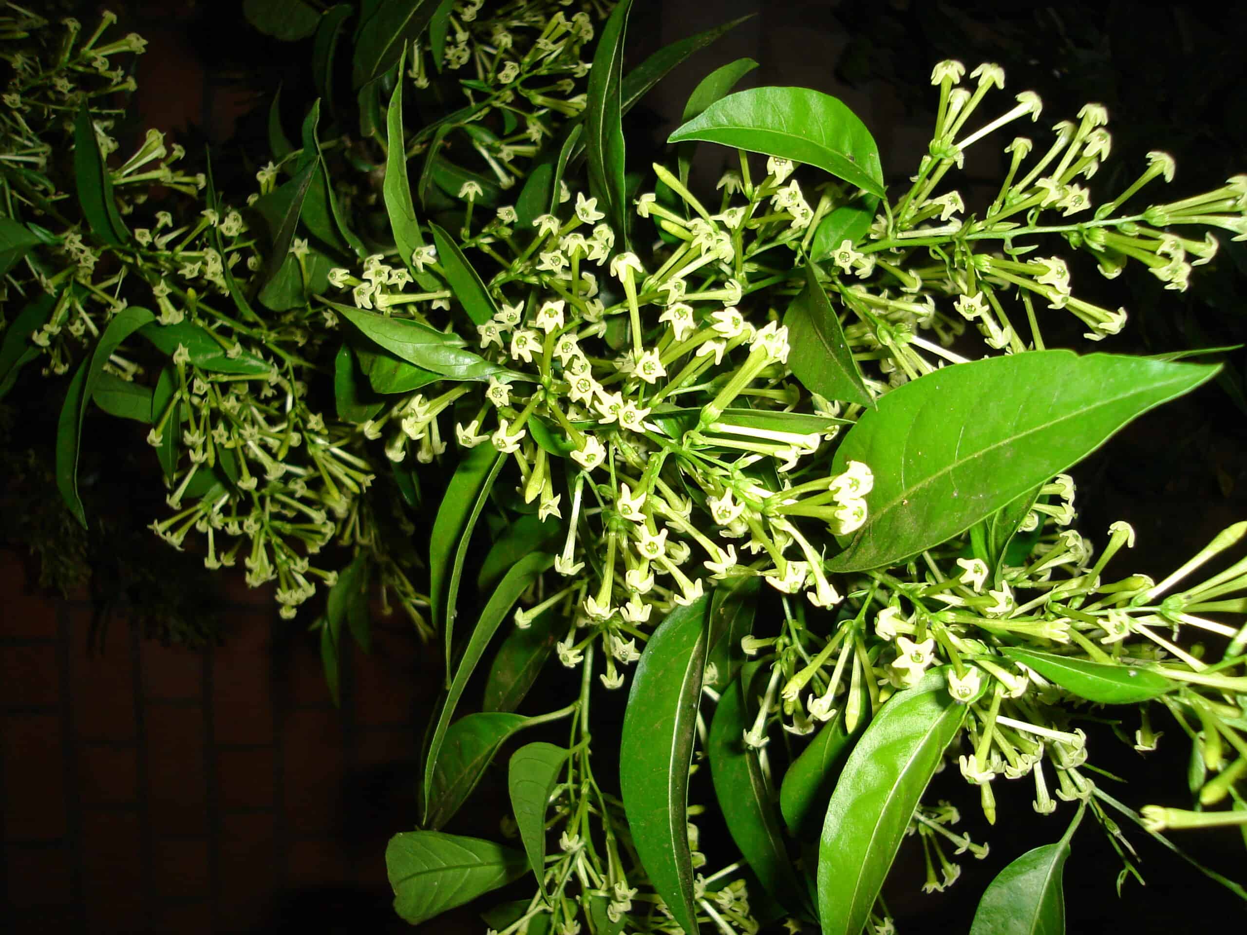 Cestrum Nocturnum, Cestrum_nocturnum, cestrum, night flower, flower, vines, home gardening, garden plants, garden flowers, garden, gardningo.com