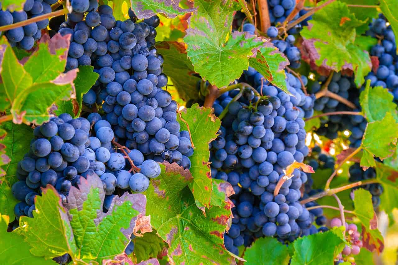 How to Grow Grenache? | Grenache The Red Win Grapes