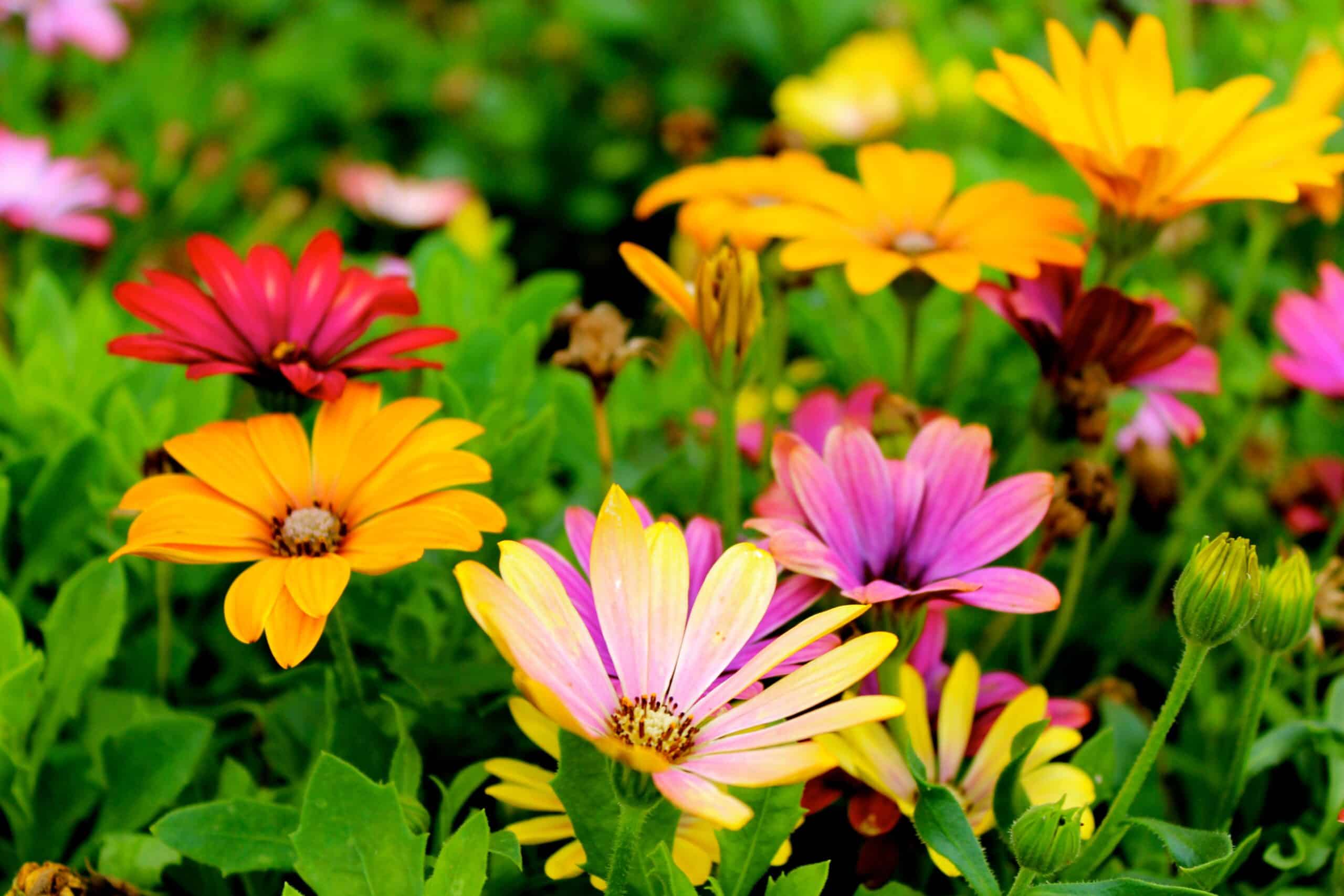 Best 7 Summer Plants for Home Gardening | Season Gardening