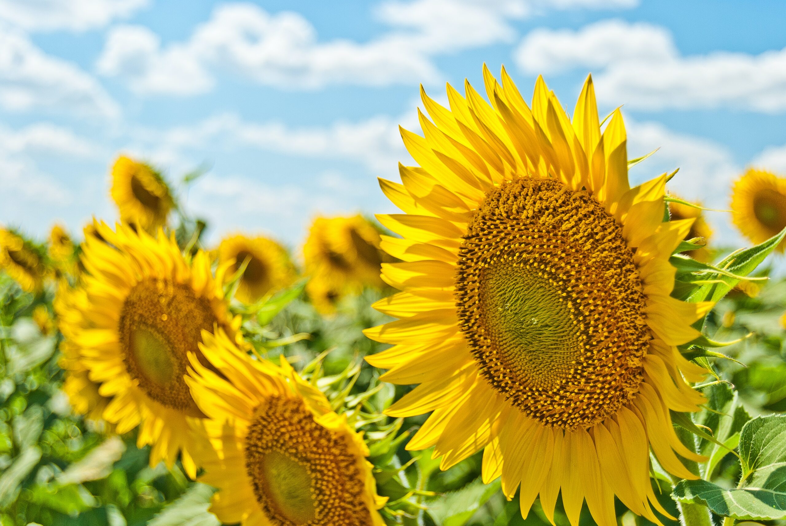 How to Grow Sunflowers | Unleashing Nature’s1 Radiant Giants