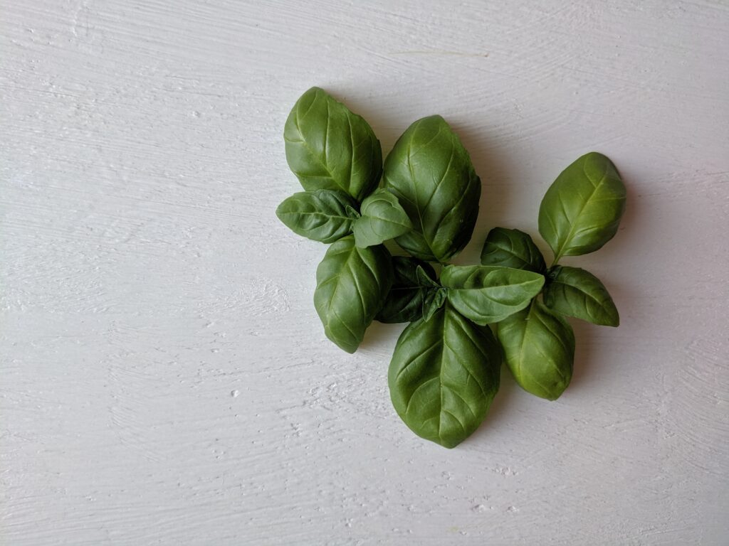 basil, basil plant, basil leaf, fresh basil, green basil, green, nature, gardening, home garden, backyard garden, vegetable garden