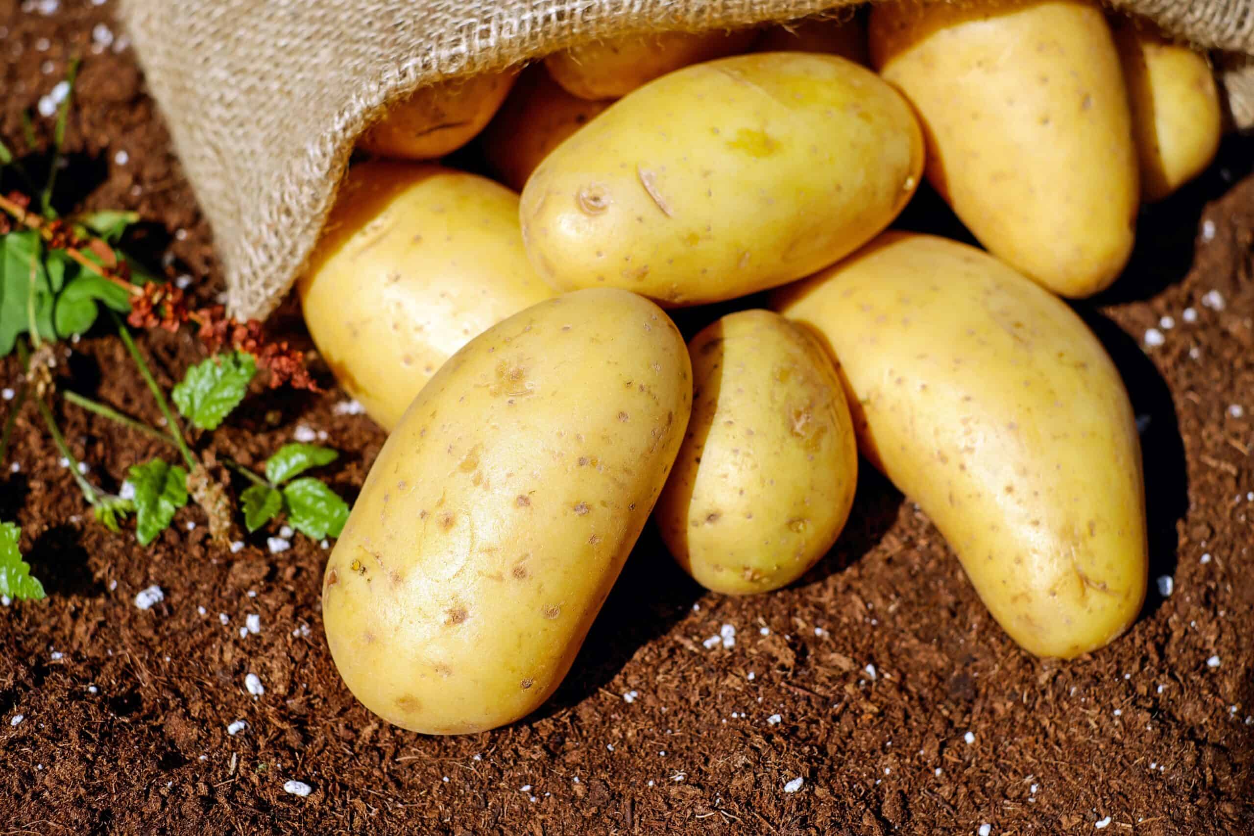 how to grow potatoes, potato, potatoes, garden vegetables, vegetables, gardningo.com