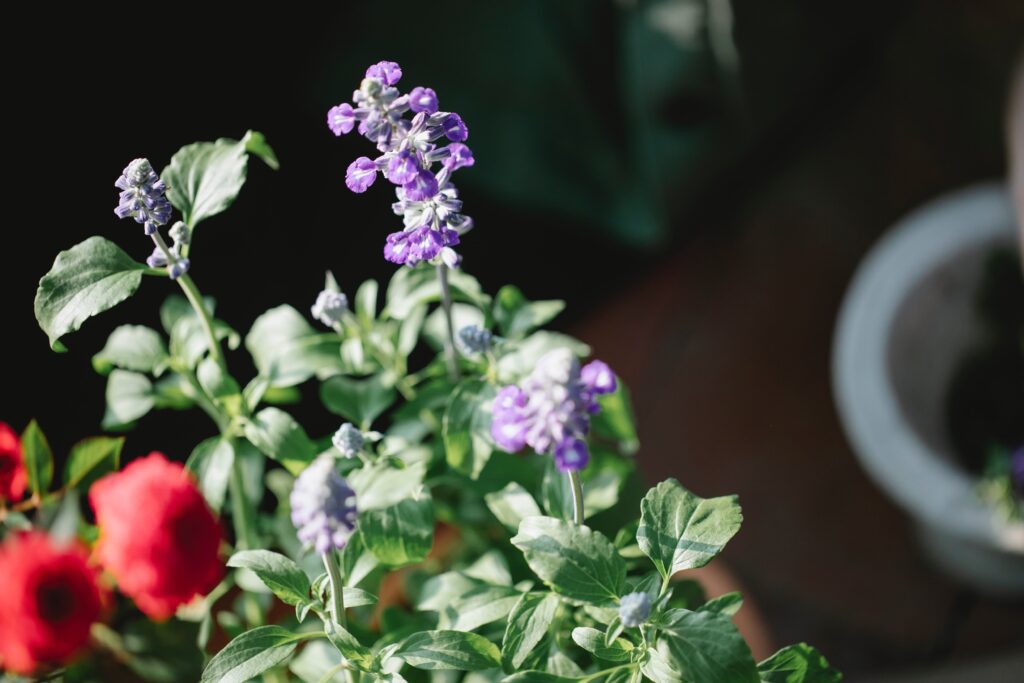 purple flower, purple flowers, lavender, lavender flower, home garden, delicate plants, delicate flowers, blue flower, pot flowers