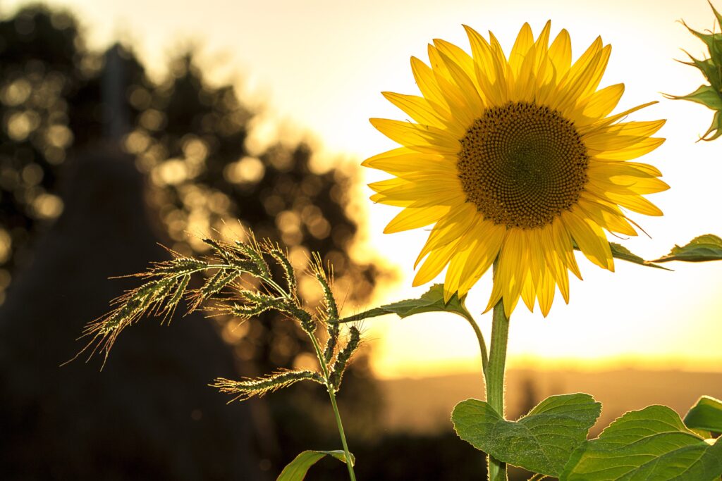 sun flower, flower, yellow flower, beautiful flower, garden beauty, sun flower plant, home grown plants, home grown flowers