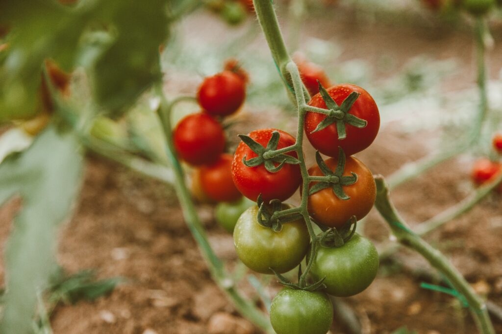 tomato, tomato plant, tomato garden, tomato field, fresh tomato, healthy tomato, fruits, false fruits ,kitchen essential