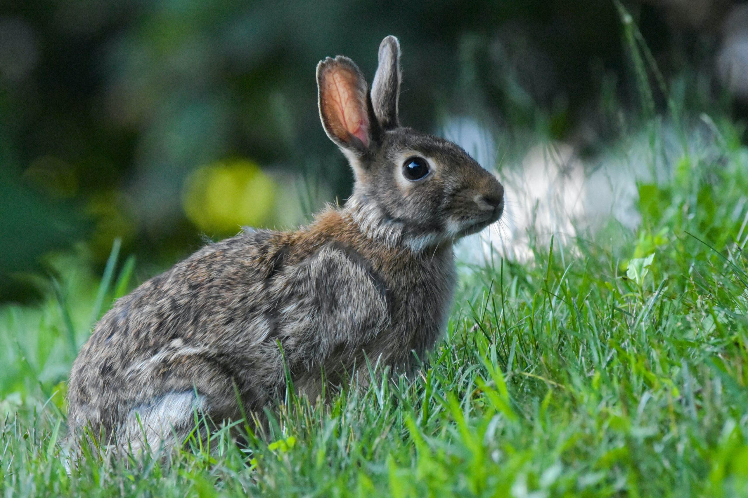 Angora ,angora Rabbit