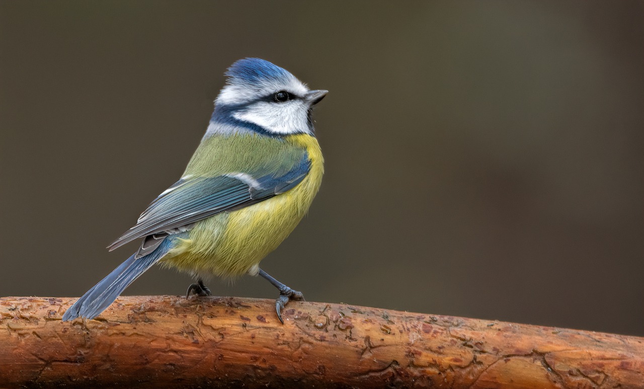 Blue Tit Bird | Best 10 Most Beautiful Blue Tit Bird