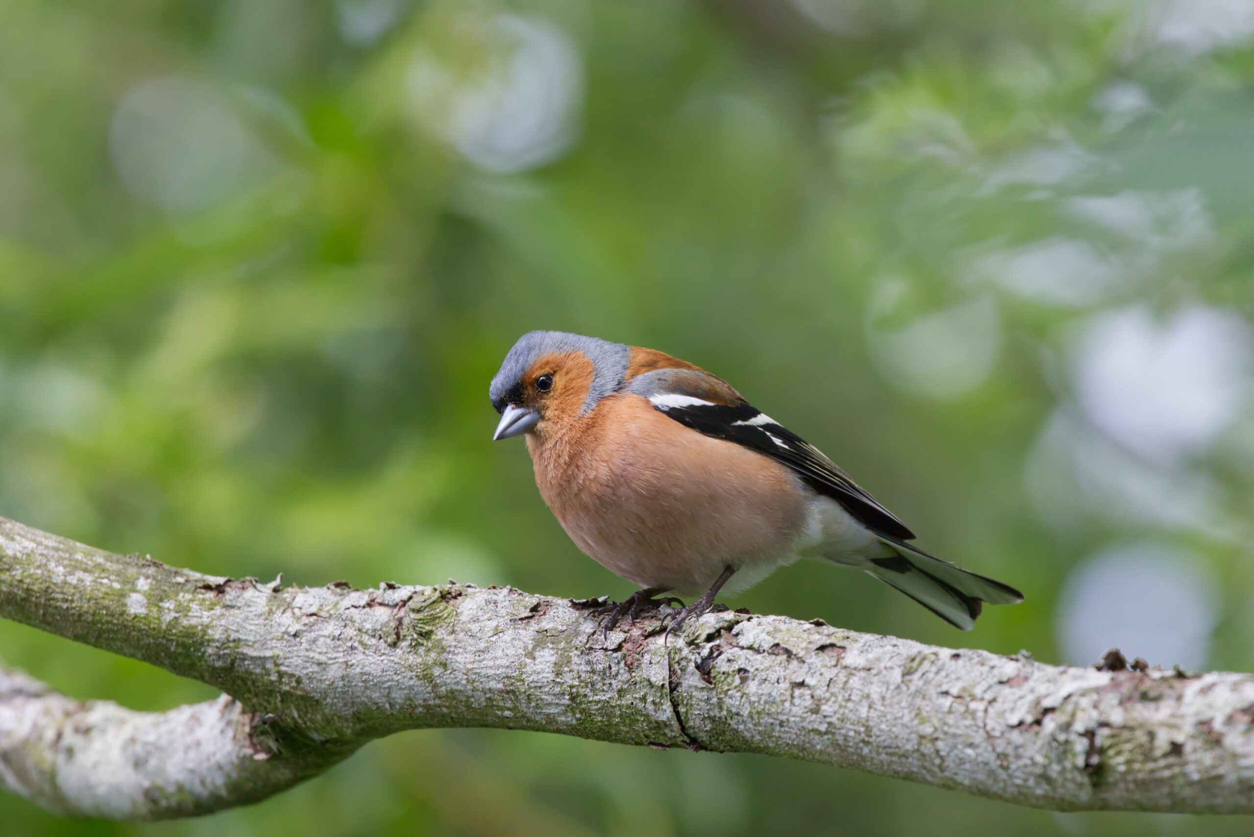 Chaffinch |1 of the Colorful Songbird of Woodlands