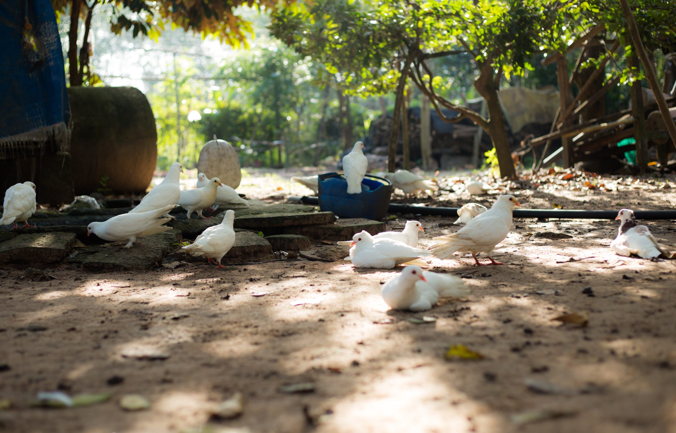 Garden Birds