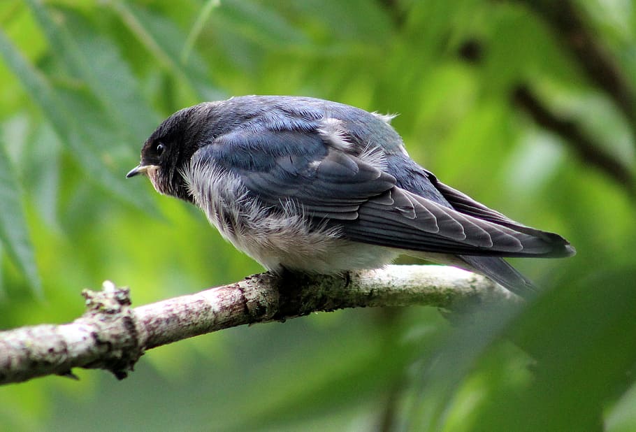 House Martin, house martin bird