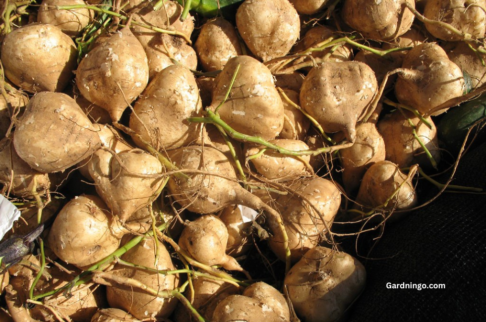 How to Grow Jicama, Gardningo.com