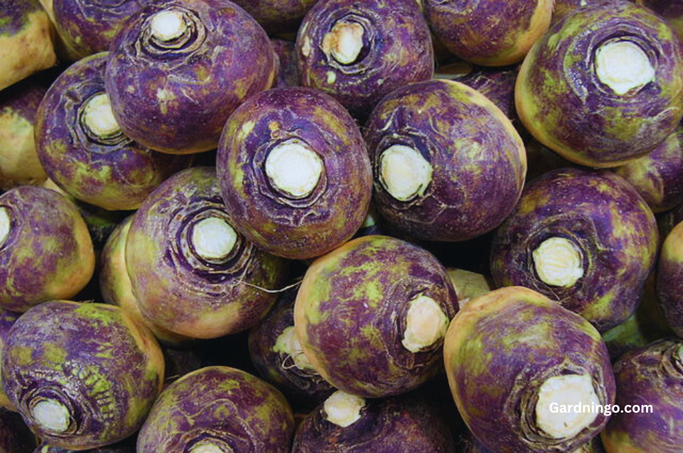 Rutabaga the Best Vegetable|Top 10 Benefits OF Rutabaga|Gardningo.Com