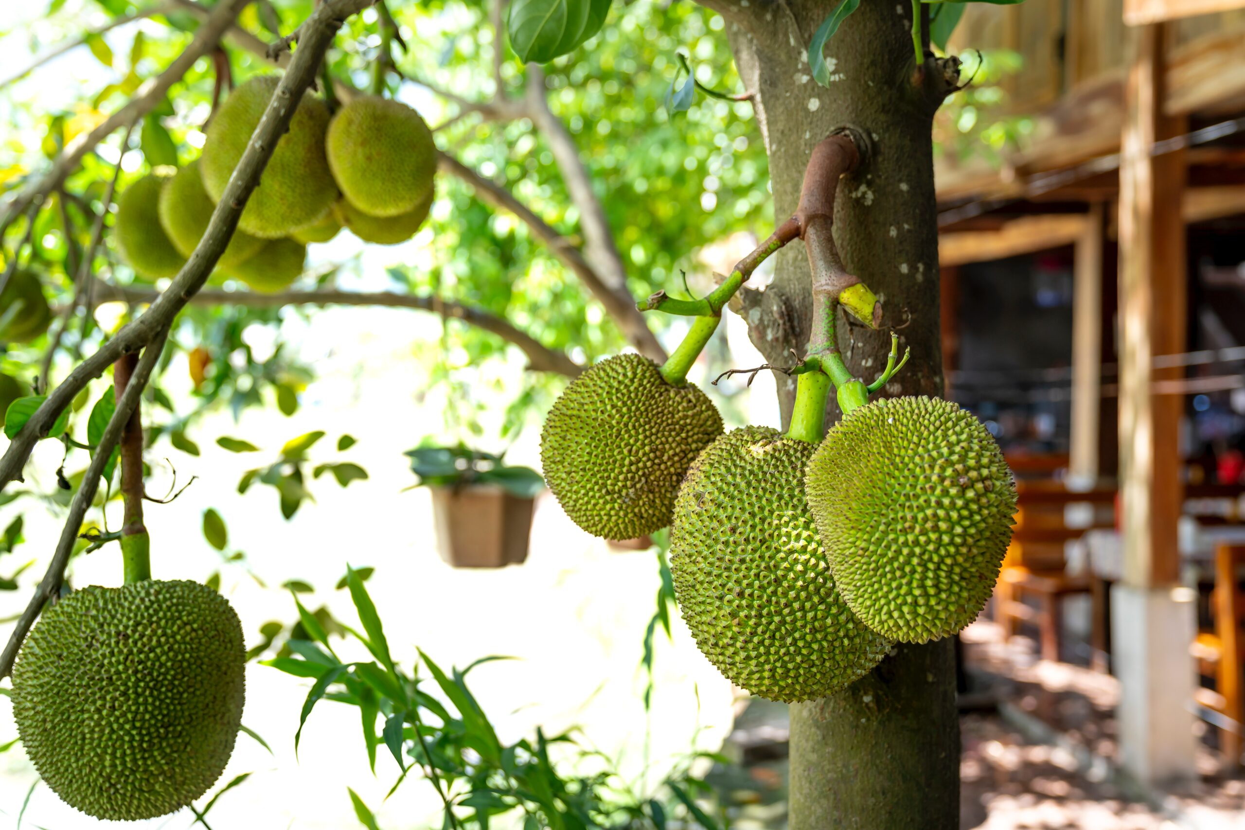 Health benefits of jackfruit|5 best impact  of jackfruit.