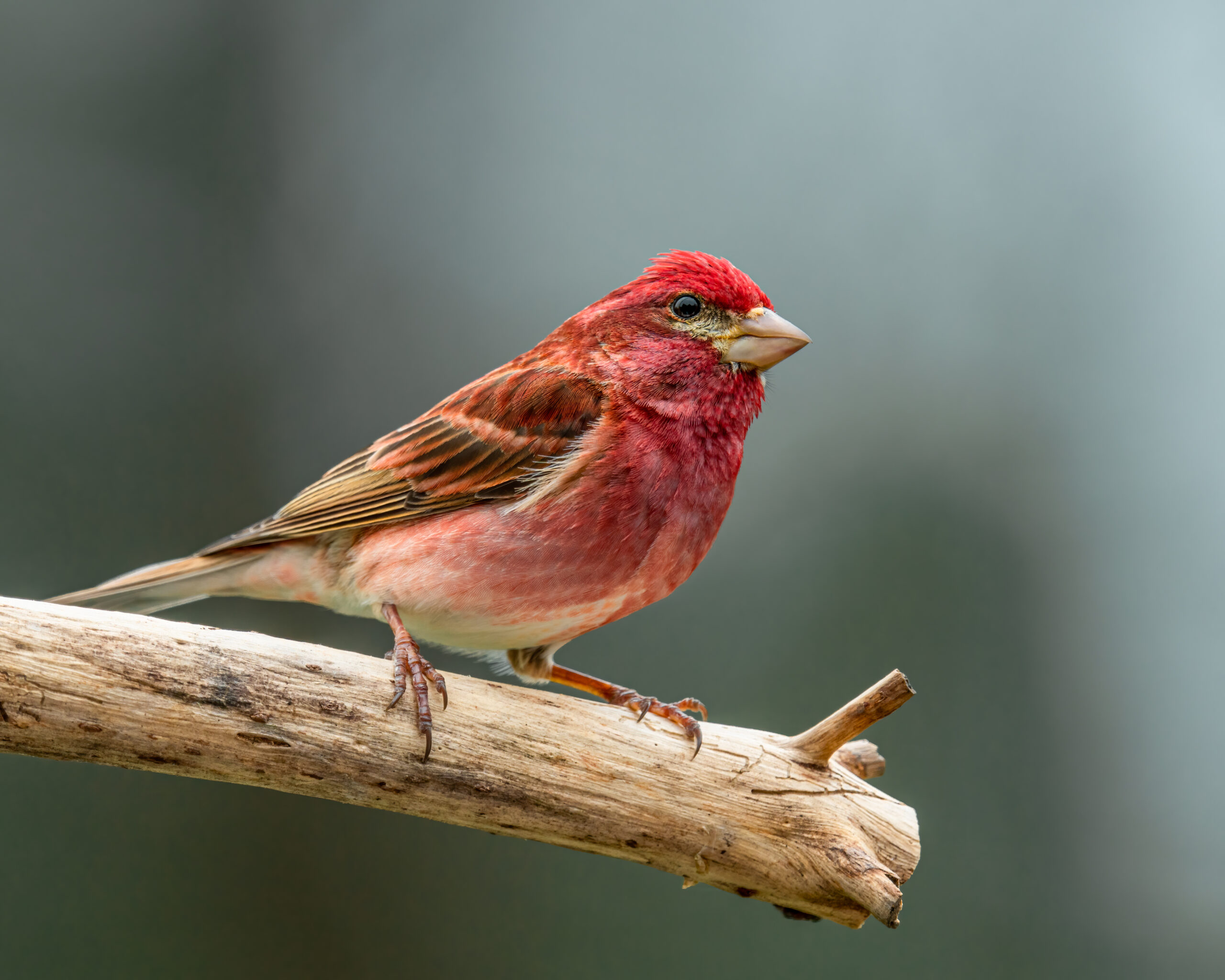 purple finch