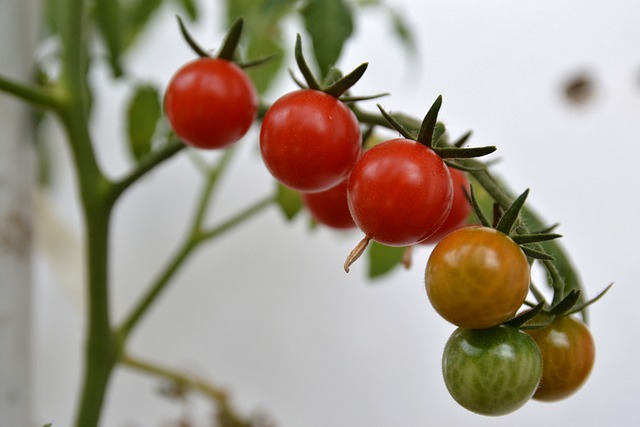 tomatoes, cherry tomatoes, how to grow cherry tomatoes in pots, baby tomatoes, home grown plants,plants