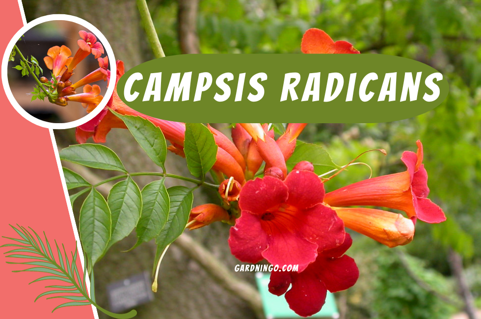 Campsis Radicans | The Best 1 Trumpet Creeper Vine