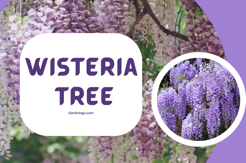 Wisteria Tree | 1 of the Best Nature’s Elegant Cascade