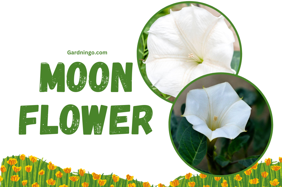 Moonflower Plant | Top 10 Beautiful Plants for Home