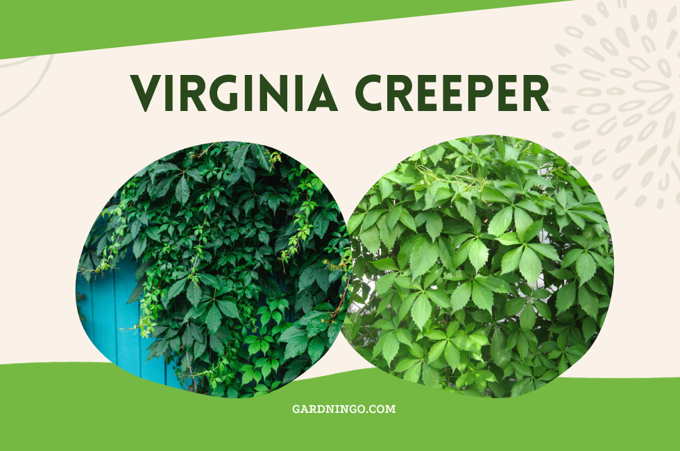 virginia creeper,creeper,gardningo.com