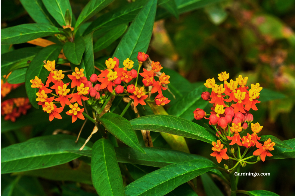 Most Beautiful Plant Asclepias Curassavica 2023