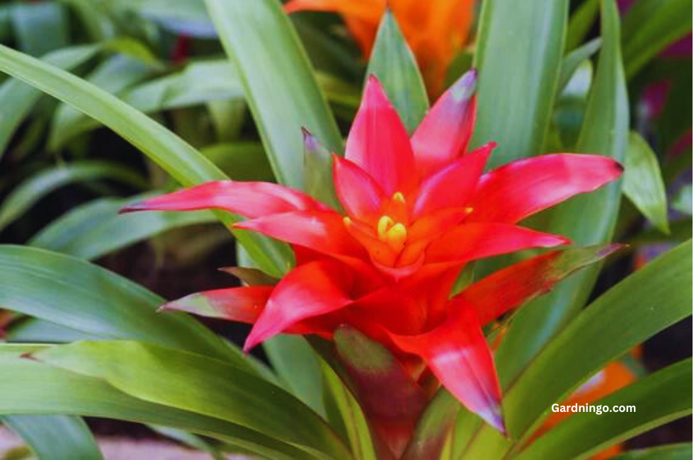 All About Bromeliaceae: Nature’s Delight