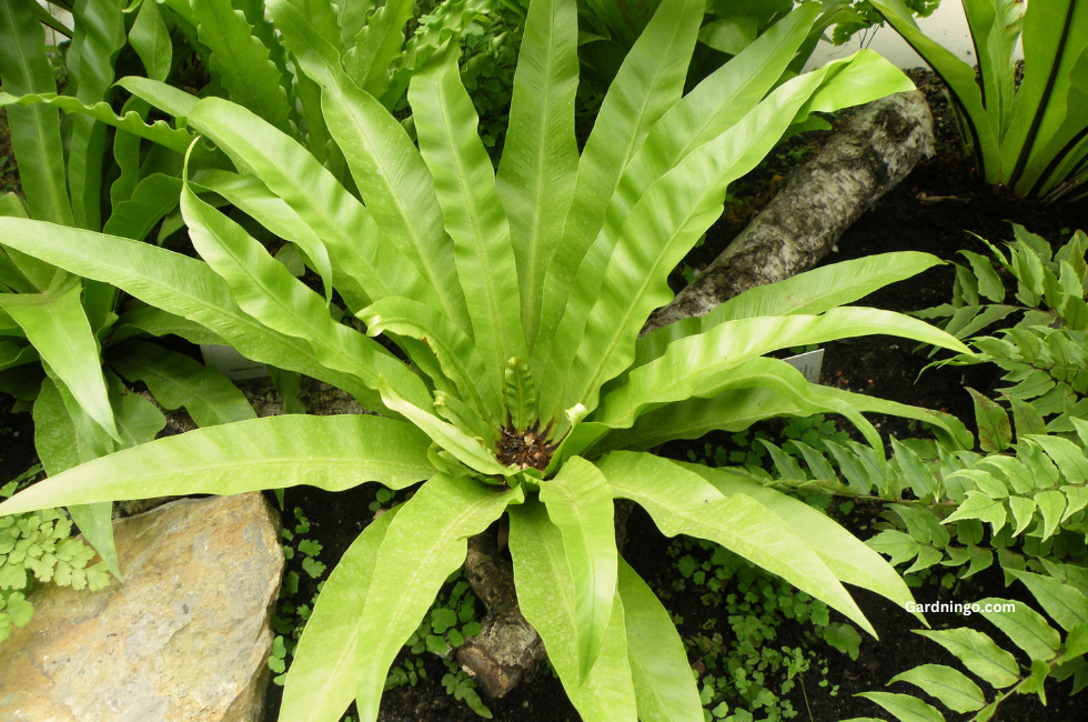 Unlocking the Beauty of Asplenium Nidus: Bird’s-Nest Fern