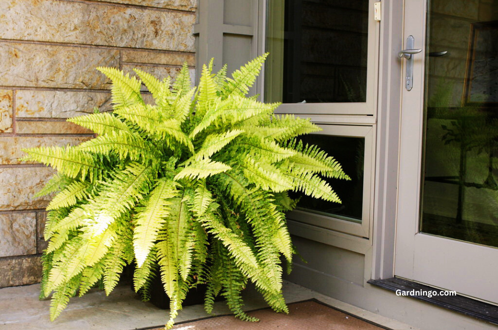 The Beauty of Nephrolepis Exaltata A Guide to Caring for Boston Ferns, Gardningo.com