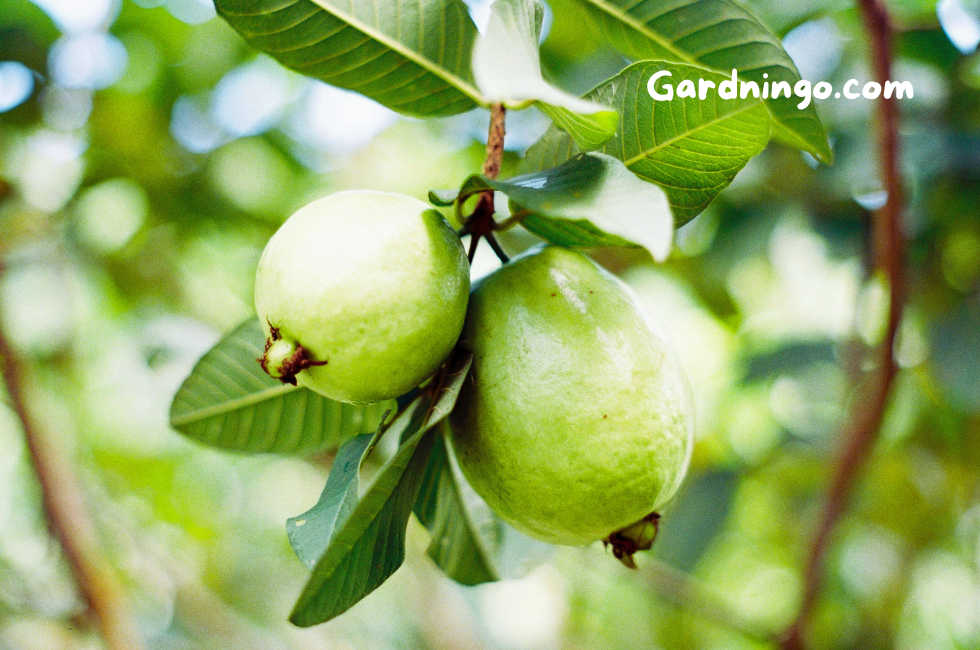 Guava Fruit Types of Guava Fruit,Gardningo.com