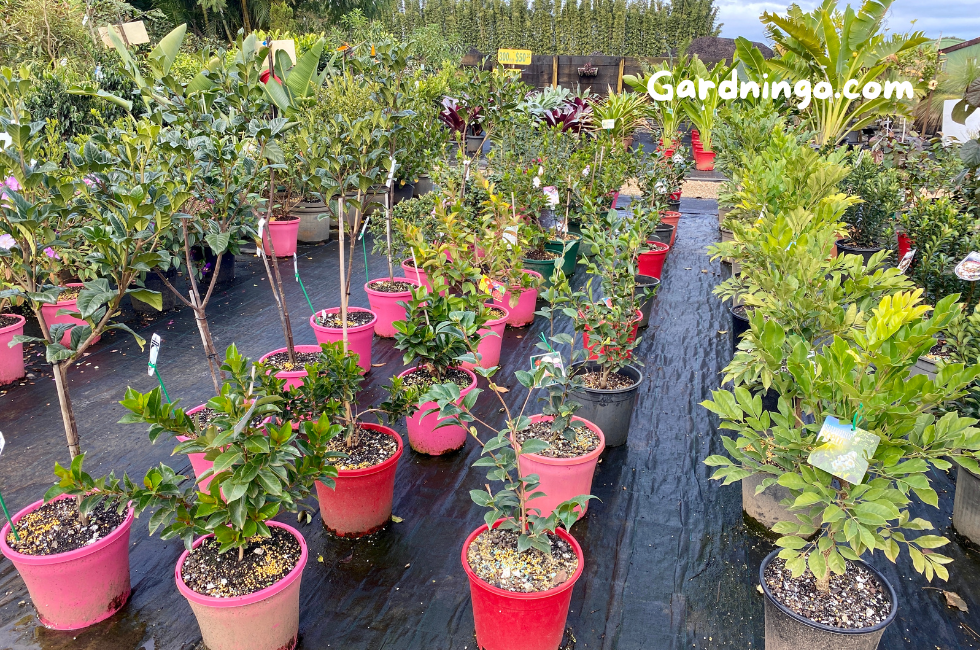 Top 10 Plant Nurseries 2024 | Plant Nursery Near Me - Gardningo.com