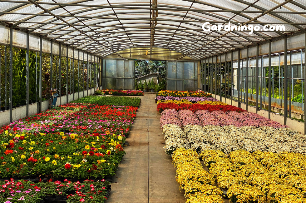 Top 10 Plant Nurseries 2024 | Plant Nursery Near Me