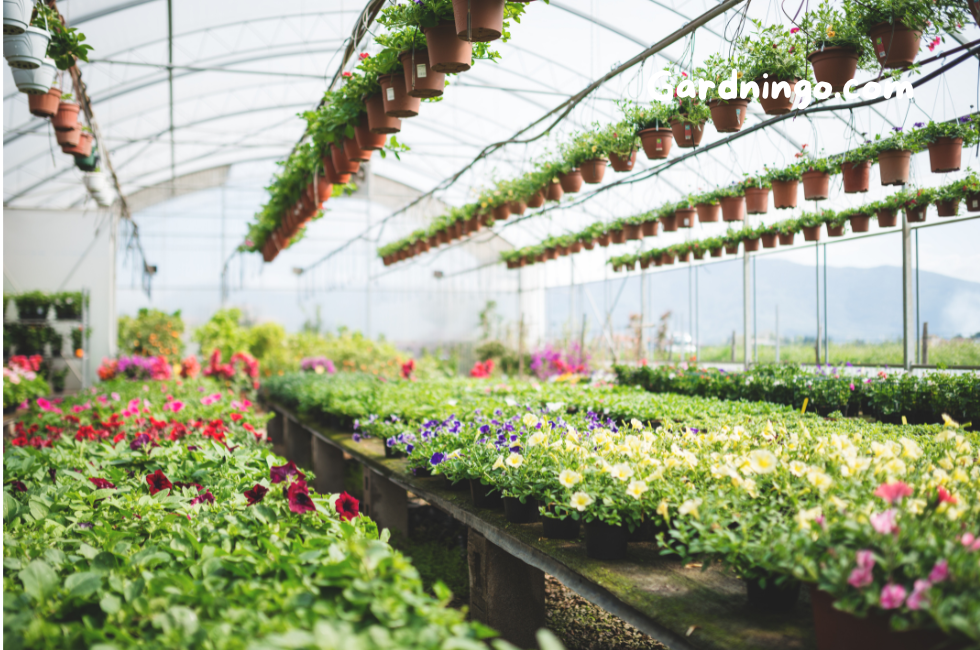 Top 10 Plant Nurseries 2024 | Plant Nursery Near Me