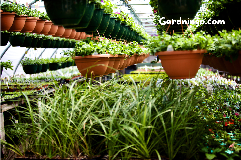 Top 10 Plant Nurseries 2024 | Plant Nursery Near Me