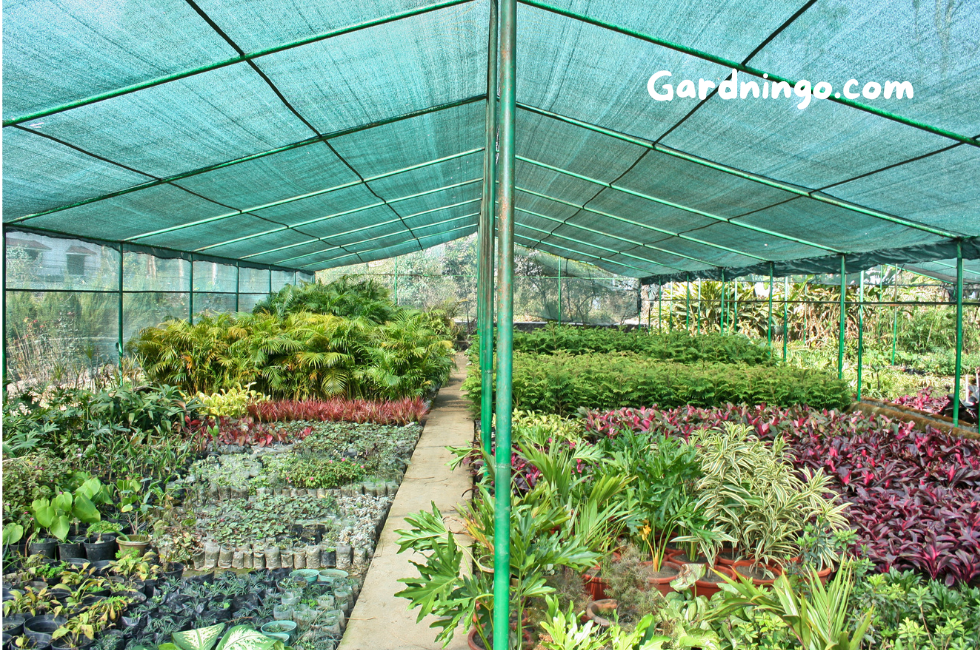 Top 10 Plant Nurseries 2024 | Plant Nursery Near Me