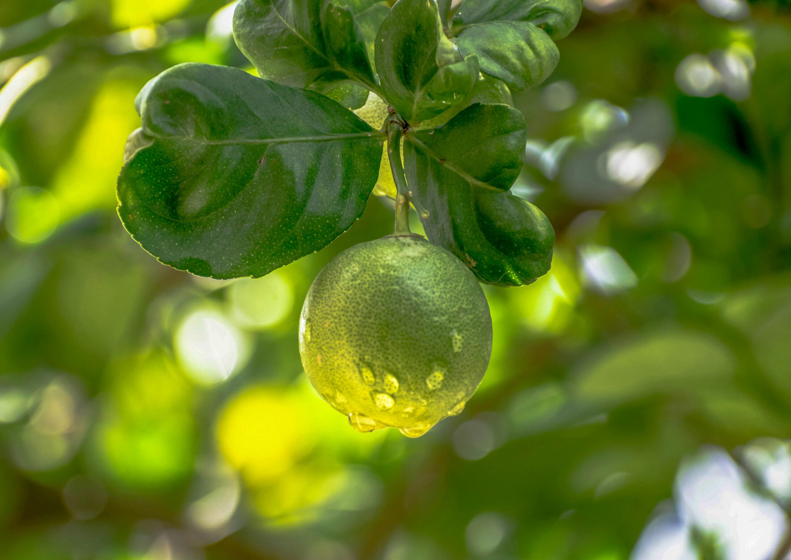 Benefits of Pomelo Fruit | How to Grow Pomelo Fruit