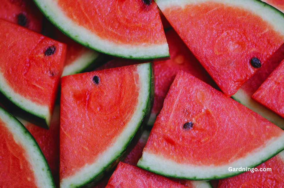 10 Benefits of Eating Watermelon | Health Benefits of Watermelon